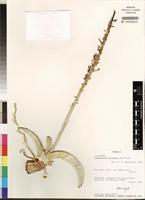 Holotype of Sansevieria eilensis Chahinian [family LILIACEAE]