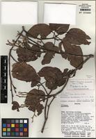 Holotype of Pentaplaris davidsmithii Dorr & C. Bayer [family MALVACEAE]