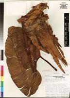 Holotype of Philodendron riparium Engl. [family ARACEAE] on JSTOR