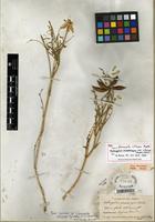 Isotype of Astragalus praelongus var. ellisiae (Rydb.) Barneby ex B.L. Turner [family FABACEAE]