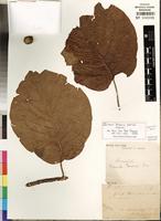 Isosyntype of Breonia perrieri Homolle [family RUBIACEAE]