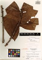Isotype of Pouteria rufotomentosa (Lundell) T.D. Penn. [family SAPOTACEAE]