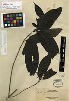 Isotype of Pavetta atra Merr. [family RUBIACEAE]