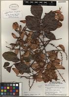Holotype of Serjania decapleuria Croat [family SAPINDACEAE]