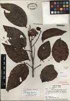 Holotype of Cupania undesignated L. [family SAPINDACEAE]