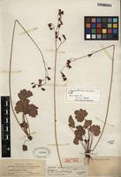 Isotype of Heuchera sanguinea Engelm. [family SAXIFRAGACEAE]