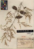 Type of Iresine hassleriana Chodat [family AMARANTHACEAE]