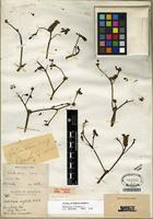 Type of Portulaca oleracea L. [family PORTULACACEAE]