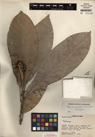 Holotype of Magnolia rimachii (Lozano) Govaerts [family MAGNOLIACEAE]