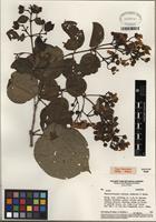 Isotype of Banisteriopsis valvata W.R. Anderson & B. Gates [family MALPIGHIACEAE]