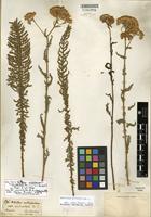 Syntype of Achillea millefolium L. [family ASTERACEAE]