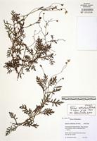 Isotype of Senecio aetfatensis B. Nord. [family ASTERACEAE]