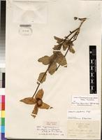 Isotype of Clematis uhehensis Engl. [family RANUNCULACEAE]