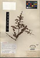 Isotype of Schinus johnstonii F.A. Barkley [family ANACARDIACEAE]
