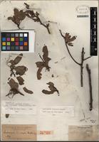 Isotype of Schinopsis balansae Engl. [family ANACARDIACEAE]