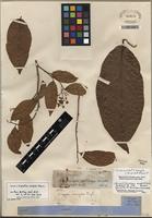 Isotype of Casimirella ampla (Miers) R.A. Howard [family ICACINACEAE]