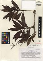 Type of Meliosma sirensis A.H. Gentry [family SABIACEAE]