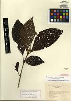 Isotype of Arachnothryx chaconii (Lorence) Borhidi [family RUBIACEAE]