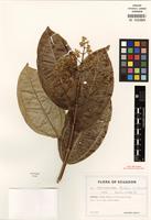 Isotype of Miconia imitans Wurdack [family MELASTOMATACEAE]