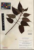Isotype of Neblinanthera cumbrensis Wurdack [family MELASTOMATACEAE]
