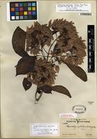 Isotype of Cosmocalyx spectabilis Standl. [family RUBIACEAE]