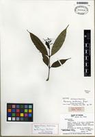 Isotype of Faramea eurycarpa Donn. Sm. [family RUBIACEAE]