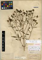 Isotype of Tagetes lemmonii A. Gray [family ASTERACEAE]