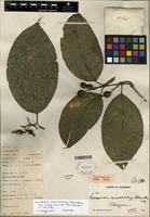 Isotype of Coussarea macrocalyx Standl. [family RUBIACEAE]