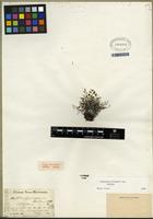 Isotype of Argyrochosma fendleri (Kunze) Windham [family PTERIDACEAE]