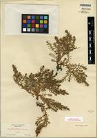 Isotype of Glaux acutifolia A. Heller [family PRIMULACEAE]