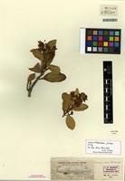 Isotype of Hesperelaea palmeri A. Gray [family OLEACEAE]