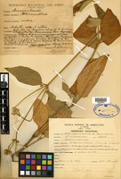 Isotype of Alternanthera flavida Suess. [family AMARANTHACEAE]