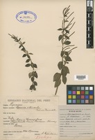 Isotype of Peperomia villicaulis C. DC. [family PIPERACEAE]