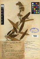 Isotype of Gynoxys poggeana Mattf. [family ASTERACEAE]