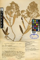 Isotype of Iresine weberbaueri Suess. [family AMARANTHACEAE]