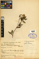 Lectotype of Calceolaria engleriana Kraenzlin [family CALCEOLARIACEAE]