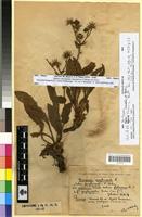 Syntype of Hieracium amplexicaule L. fa. porphyrogeton Zahn [family ASTERACEAE]