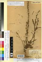 Holotype of Otocarpus virgatus Dur. var. leiocarpus Maire [family BRASSICACEAE]