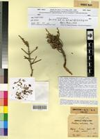 Type of Anabasis oropediorum Maire [family CHENOPODIACEAE]