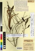 Type of Limonium boitardii Maire [family PLUMBAGINACEAE]