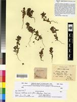 Syntype of Linaria agglutinans Pomel [family SCROPHULARIACEAE]