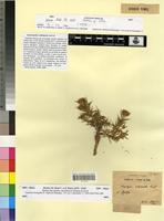 Syntype of Atractylis echinata Pomel [family ASTERACEAE]