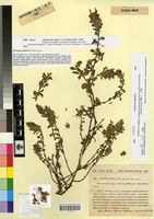 Type of Ononis simulata Pau & F.Q. [family FABACEAE]