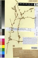 Syntype of Atriplex leptostachys Chevall. [family CHENOPODIACEAE]