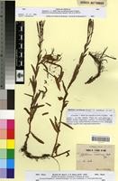 Lectotype of Epilobium numidicum Battandier [family ONAGRACEAE]