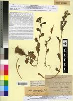 Type? of Senecio leucanthemifolius Poiret var. humilis (Desf.) Batt. [family ASTERACEAE]