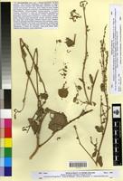 Type of Atriplex chenopodioides Battandier [family CHENOPODIACEAE]