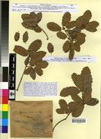 Type? of Quercus mirbeckii x ilex [family FAGACEAE]