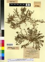 Type? of Spergularia salina J.Presl&C.Presl f. polyandra Maire [family CARYOPHYLLACEAE]