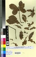 Type? of Quercus alpest.x fagin.x nordafr. f. curticupularis Villar [family FAGACEAE]